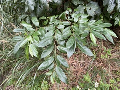 Celtis tetrandra