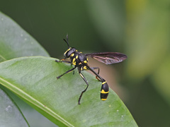Monoceromyia javana