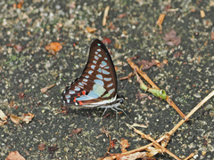 Graphium evemon