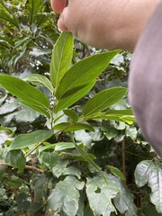 Celtis tetrandra