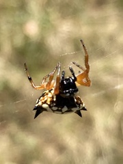 Austracantha