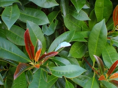 Chlorocoma assimilis