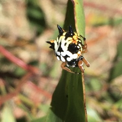 Austracantha
