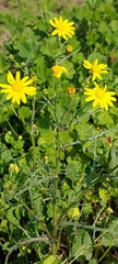 Senecio glaucus