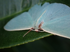 Chlorocoma assimilis