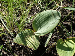 Eriospermum mackenii