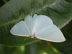 Chlorocoma assimilis