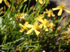 Hypericum lalandii
