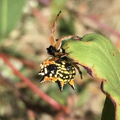 Austracantha