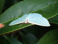 Chlorocoma assimilis