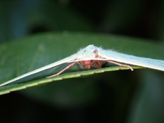 Chlorocoma assimilis