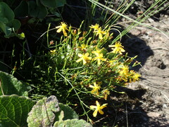 Hypericum lalandii