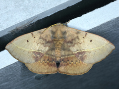 Anthela varia