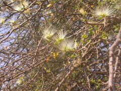 Albizia anthelmintica