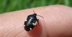 Tritomegas sexmaculatus