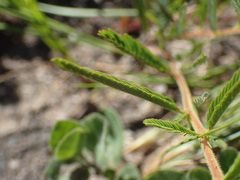 Chamaecrista plumosa