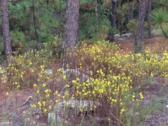 Helianthus porteri
