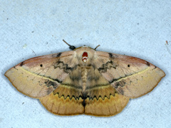 Anthela varia