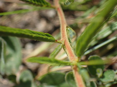 Chamaecrista plumosa