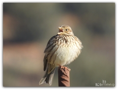 Emberiza calandra