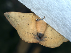 Anthela varia