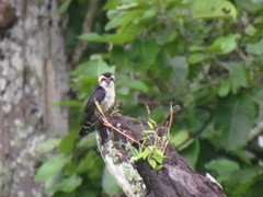 Microhierax caerulescens