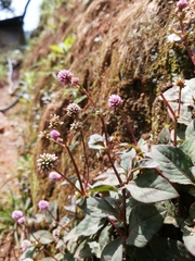 Persicaria capitata