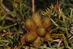 Grevillea armigera