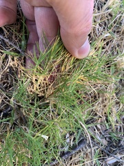 Distichlis distichophylla