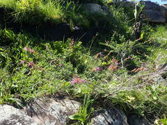 Syncolostemon rotundifolius