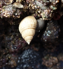Nassarius perpinguis