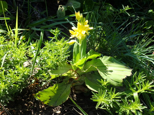 Broad-leaved hypoxis (Hypoxis colchicifolia)