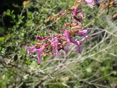 Syncolostemon rotundifolius