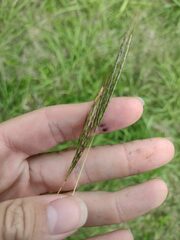 Bothriochloa pertusa