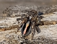 Maratus chrysomelas