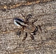 Maratus chrysomelas
