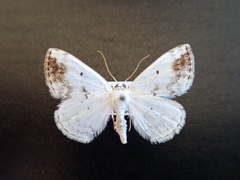 Lomographa temerata