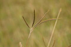 Dichanthium aristatum