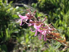 Syncolostemon rotundifolius