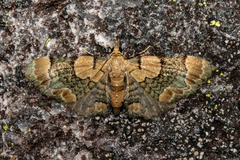 Chloroclystis lichenodes