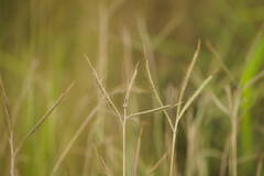 Dichanthium aristatum
