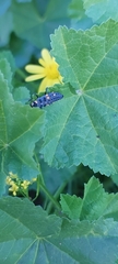 Coccinella septempunctata