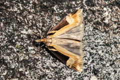 Scoparia trapezophora