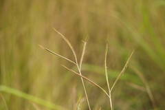 Dichanthium aristatum