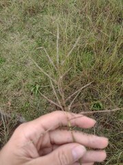 Bothriochloa bladhii