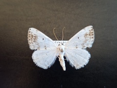 Lomographa temerata