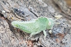 Ecphantus quadrilobus