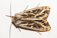 Ichneutica oliveri