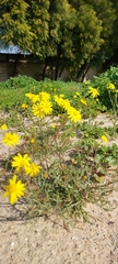 Senecio glaucus