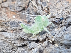 Ecphantus quadrilobus